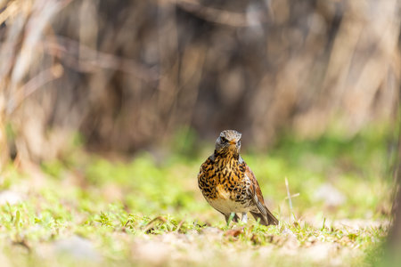 Wood bird Fieldfare on a spring lawn. Fieldfare, Turdus pilaris. Close-up of foraging parent animal...