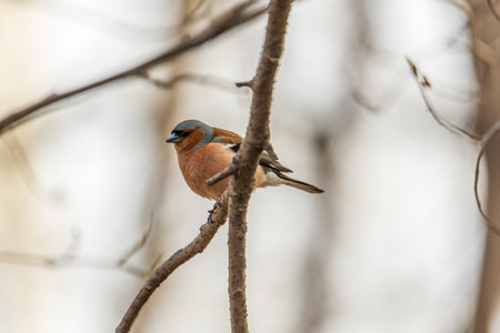 Common chaffinch sits on a tree. Beautiful songbird Common chaffinch in wildlife. The common...