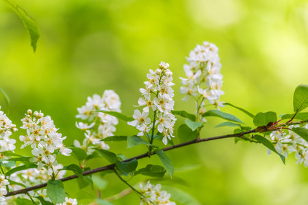 White flowers blooming bird cherry. Bird Cherry Tree in Blossom. Close-up of a Flowering Prunus...