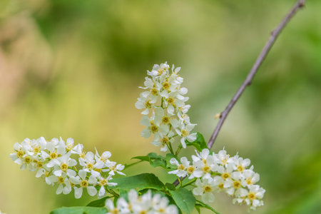 White flowers blooming bird cherry. Bird Cherry Tree in Blossom. Close-up of a Flowering Prunus...