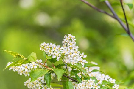 White flowers blooming bird cherry. Bird Cherry Tree in Blossom. Close-up of a Flowering Prunus...