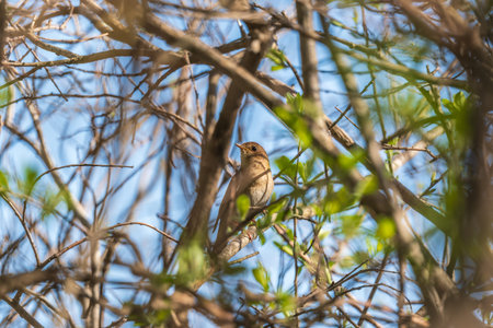 Thrush Nightingale, Luscinia luscinia. A bird sits on a tree branch and sings. Small passerine brown...