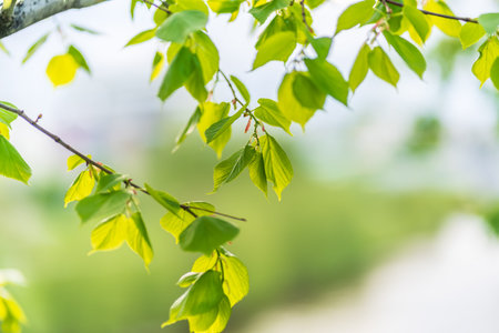 Tilia cordata, the small-leaved lime or small-leaved linden branch with fresh leaves in spring....