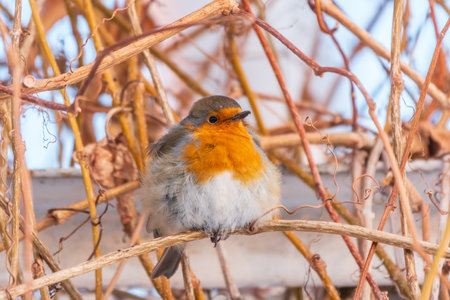 Cute bird the European Robin, Erithacus rubecula. sitting on the tree branch in winter. beautiful song birdの写真素材