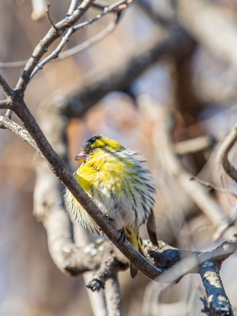 Eurasian siskin male, latin name spinus spinus, sitting on branch of tree. Cute little yellow...