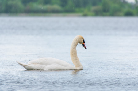 Graceful white Swan swimming in the lake, swans in the wild. Portrait of a white swan swimming on a lake. The mute swan, latin name Cygnus olor.の写真素材