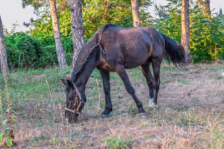 Brown horse grazing in the pasture with a lot of flies on the face. Brown horse graze on a meadow and eat grassの写真素材