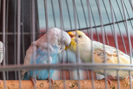 Too Beautiful Pair budgie Bird. Yellow and blue budgies, pair of domestic birdsの写真素材