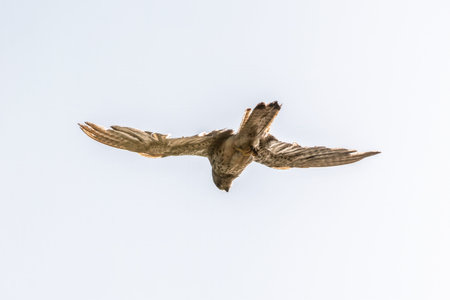 The common kestrel, Falco tinnunculus, also known as the European kestrel, Eurasian kestrel. The...