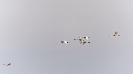 Flock of swans gliding gracefully through the morning sky at dawn. Swans soar in formation against a pastel sky, heralding the start of a calm morning over the landscapeの写真素材
