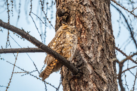 Long-eared owl looking forward with wide opened eyes. Long-eared owl (Asio otus), also known as the northern long-eared owl, is a species of owl which breeds in Europe, Asia, and North America.の写真素材