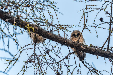 Long-eared owl owlet on a tree. A chick of a long-eared owl sits on a branch in springの写真素材