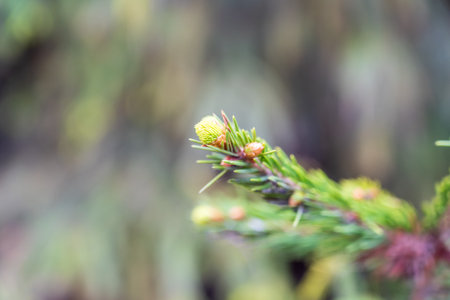 Closeup of fir branches with young buds. Spring nature concept. Fresh spruce branch in spring forest. Fir branches with fresh shootsの写真素材
