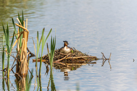 Great Crested Grebe, Podiceps cristatus, water bird sitting on the nest, nesting time on the green lake, bird in the nature habitat. Elegant waterbird in the family Podicipedidae nesting on lake.の写真素材