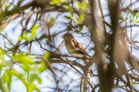 Thrush Nightingale, Luscinia luscinia. A bird sits on a tree branch and sings. Small passerine brown bird best known for its powerful and beautiful song, singing also in the night.の写真素材