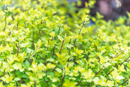 Nature of green leaf in garden at summer. Natural green leaves plants using as spring background...