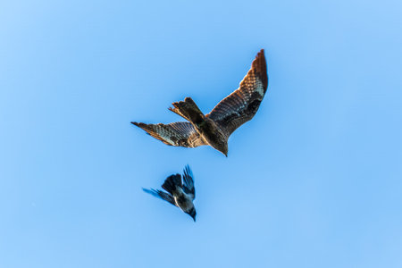 The bird of prey Black Kite flying in blue Sky. The black kite, Milvus migrans, is a medium-sized...