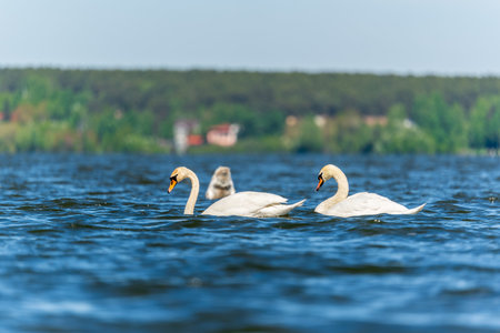 Three graceful white swans swims in the lake, swans in the wild. The mute swan, latin name Cygnus olor.の写真素材
