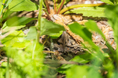 A closeup of a Common will on the ground with a blurry background. Common Vole, Microtus arvalis, in...