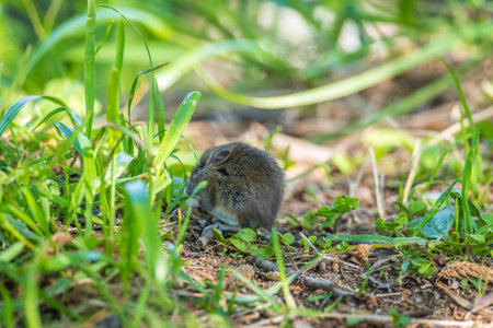 A closeup of a Common will on the ground with a blurry background. Common Vole, Microtus arvalis, in...