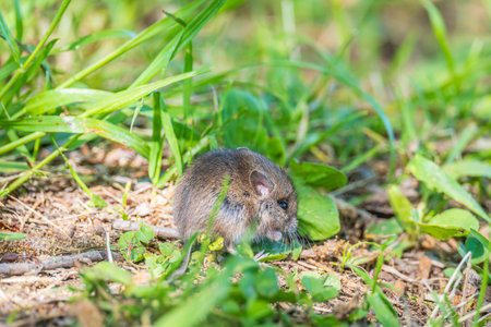 A closeup of a Common will on the ground with a blurry background. Common Vole, Microtus arvalis, in...