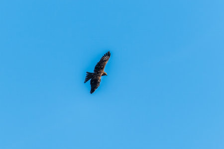 Bird of prey, black kite, flying in the blue sky with a caught fish in its claws Milvus migrans, is a medium-sized bird of prey.の写真素材