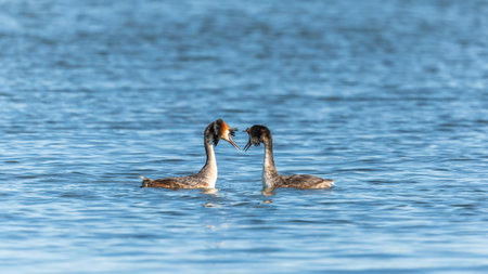Mating games of two water birds Great Crested Grebes. Two waterfowl birds Great Crested Grebes swim...