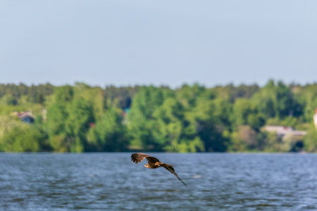 The bird of prey Black Kite flying in blue Sky. The black kite, Milvus migrans, is a medium-sized...