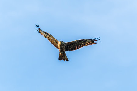 The bird of prey Black Kite flying in blue Sky. The black kite, Milvus migrans, is a medium-sized...
