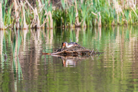 Great Crested Grebe, Podiceps cristatus, water bird sitting on the nest, nesting time on the green...
