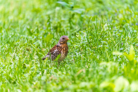 Wood bird Fieldfare on a spring lawn. Fieldfare, Turdus pilaris. Close-up of foraging parent animal...