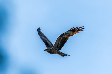 The bird of prey Black Kite flying in blue Sky. The black kite, Milvus migrans, is a medium-sized...