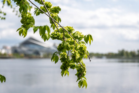 A branch with leaves in the sunny day in spring.の写真素材