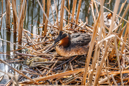 Great Crested Grebe, Podiceps cristatus, water bird sitting on the nest, nesting time on the green...