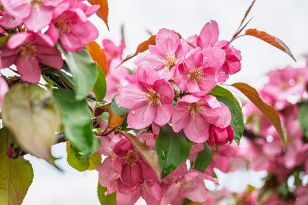 Fresh pink flowers of a blossoming apple tree with blurred background. Blossoming an apple tree. Pink flowers, Close-up.の写真素材