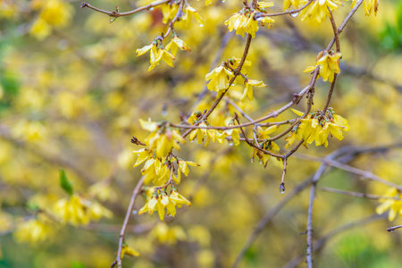 Forsythia with rain drops. Blooming forsythia bush. Yellow flower on a branch of forsythia. The beauty of spring nature.の写真素材