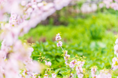 Beautiful Pink Flowers of Prunus triloba, Blossom, pink flowers. Prunus triloba, sometimes called flowering plum or flowering almond, a name shared with Prunus jacquemontii, is a shrubby cherryの写真素材