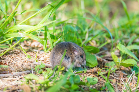 A closeup of a Common will on the ground with a blurry background. Common Vole, Microtus arvalis, in its natural habitatの写真素材