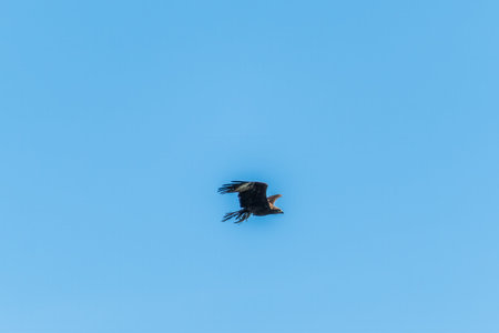 Bird of prey, black kite, flying in the blue sky with a caught fish in its claws Milvus migrans, is...