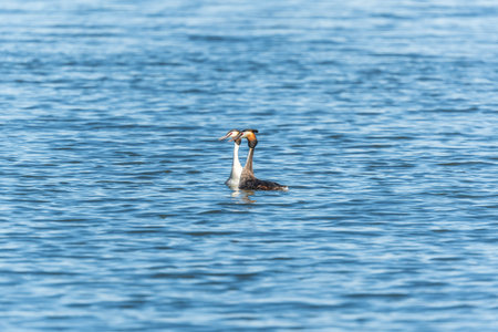 Mating games of two water birds Great Crested Grebes. Two waterfowl birds Great Crested Grebes swim...