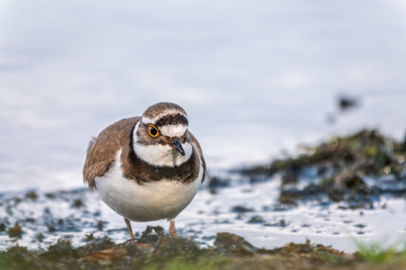 Little ringed plover in natural habitat. Portrait of Little ringed plover, bird standing on lake...