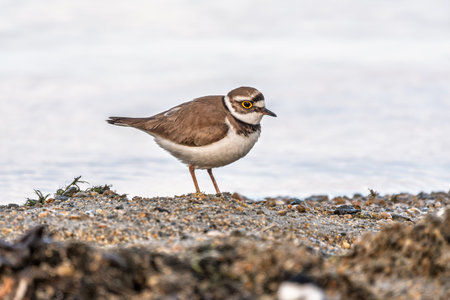 Little ringed plover in natural habitat. Portrait of Little ringed plover, bird standing on lake...