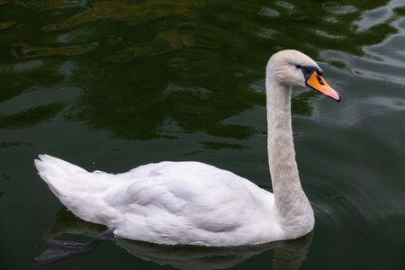A graceful white swan swimming on a lake with dark water. The white swan is reflected in the water....