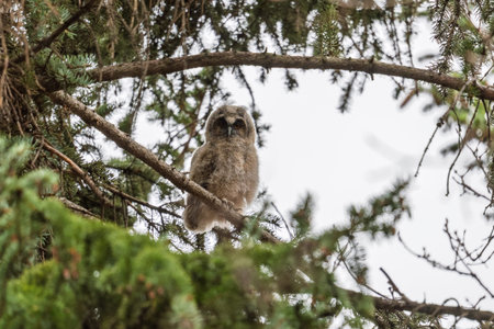 Long-eared owl owlet on a tree. A chick of a long-eared owl sits on a branch in spring