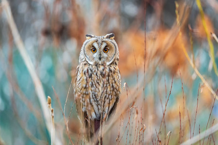 Long-eared owl looking forward with wide opened eyes. Long-eared owl (Asio otus), also known as the...