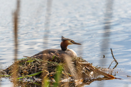Great Crested Grebe, Podiceps cristatus, water bird sitting on the nest, nesting time on the green...