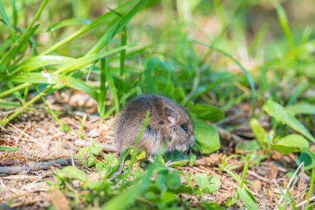 A closeup of a Common will on the ground with a blurry background. Common Vole, Microtus arvalis, in...
