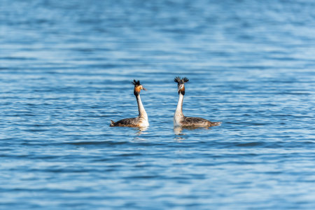 Mating of two water birds Great Crested Grebes. Two waterfowl birds Great Crested Grebes swim in the...