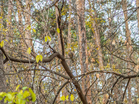 A Eurasian sparrowhawk perched on a branch of a tree outdoors. The Eurasian sparrowhawk (Accipiter nisus), also known as the northern sparrowhawk or simply the sparrowhawkの写真素材