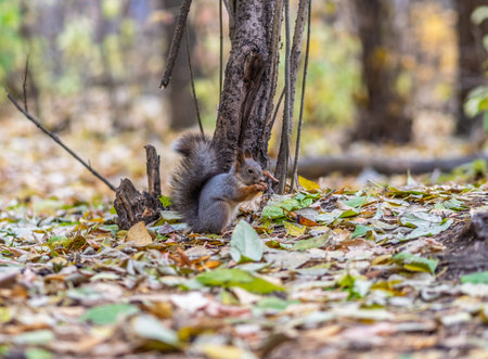 Squirrel in autumn hides nuts on the green grass with fallen yellow leaves. Squirrel looking for food on the ground. wild animal. autumn forest.の写真素材